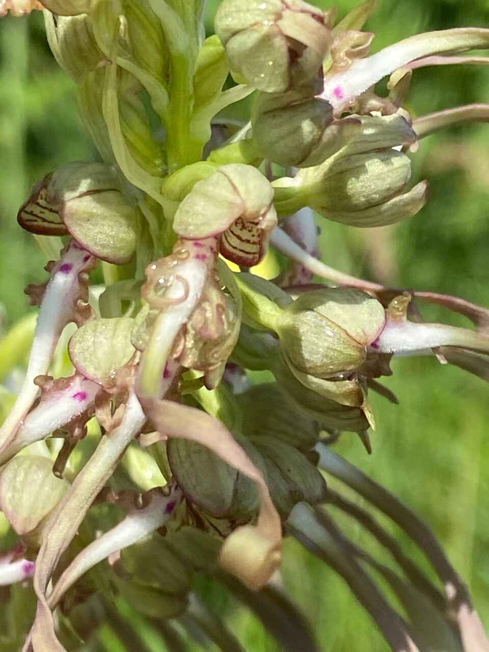 Himantoglossum hircinum flower
