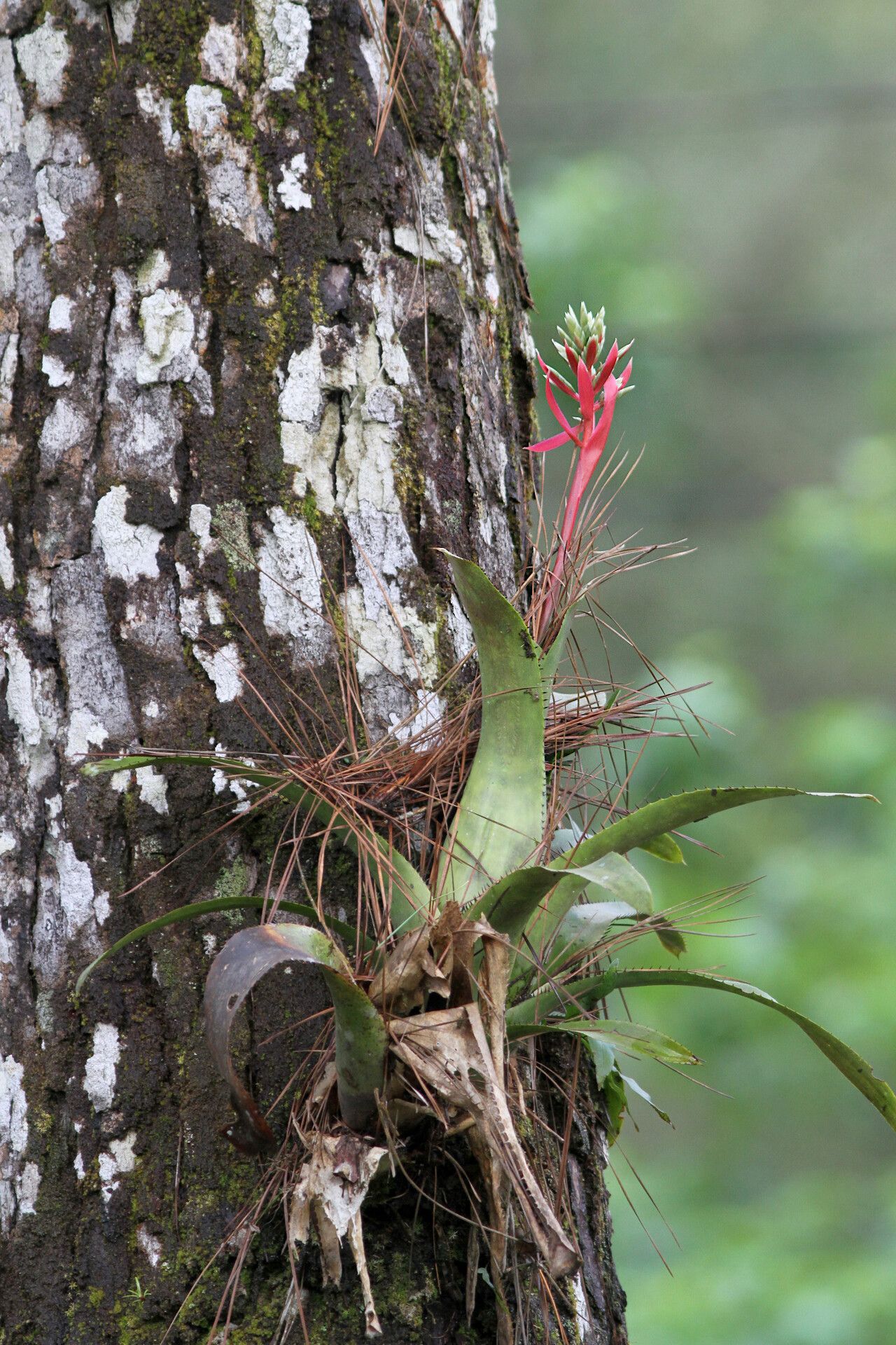 Aechmea dactylina — search result for 'Aechmea'