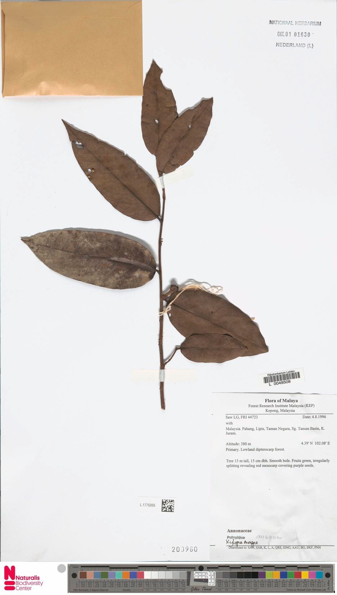 Xylopia magna — houseplant care guide