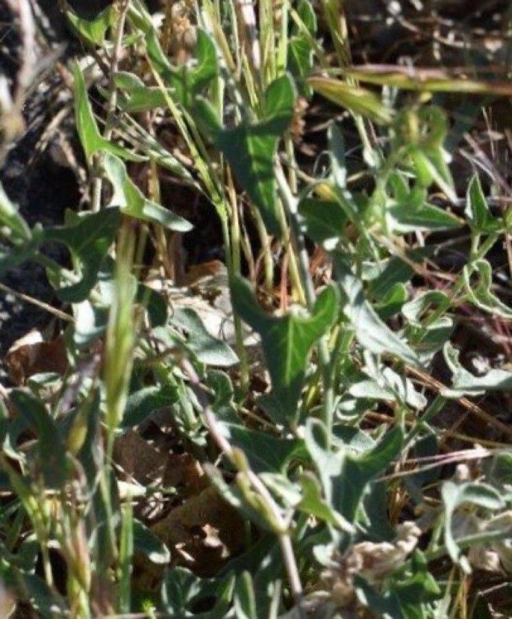 Calystegia occidentalis — search result for 'Calystegia'