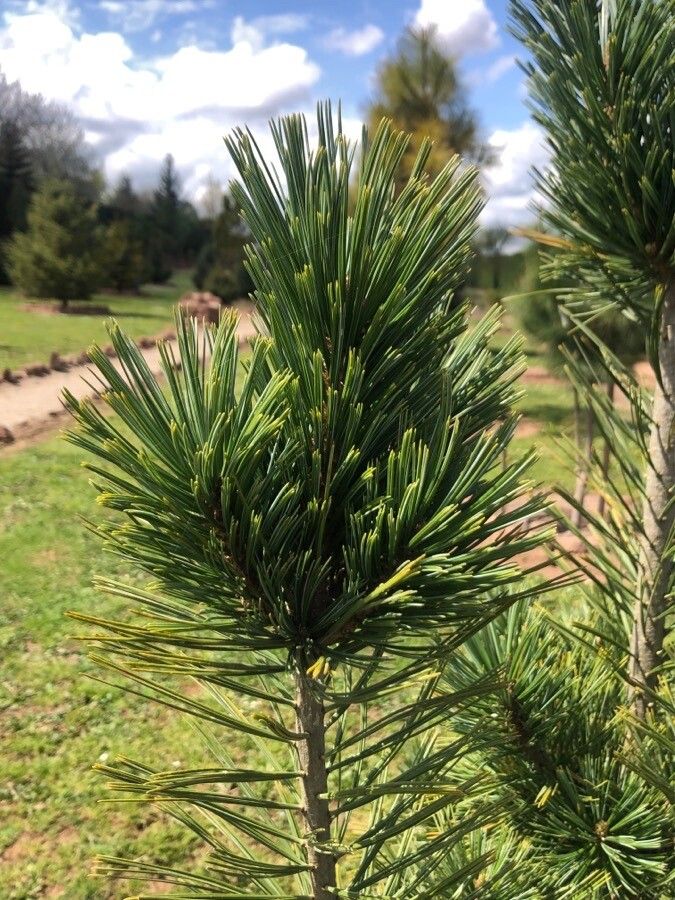 Pinus flexilis — search result for 'Pinus'