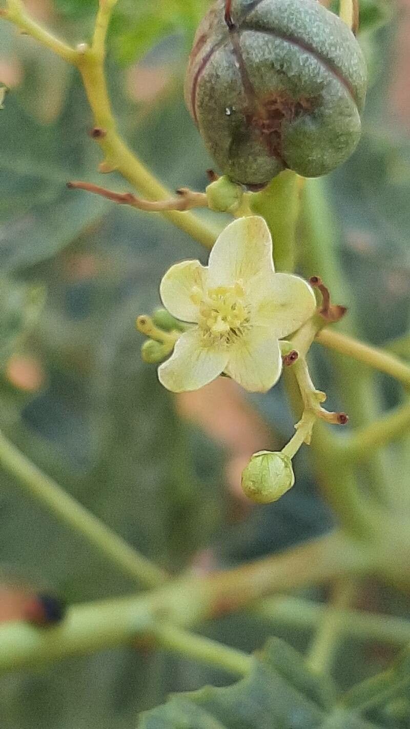 Jatropha chevalieri flower