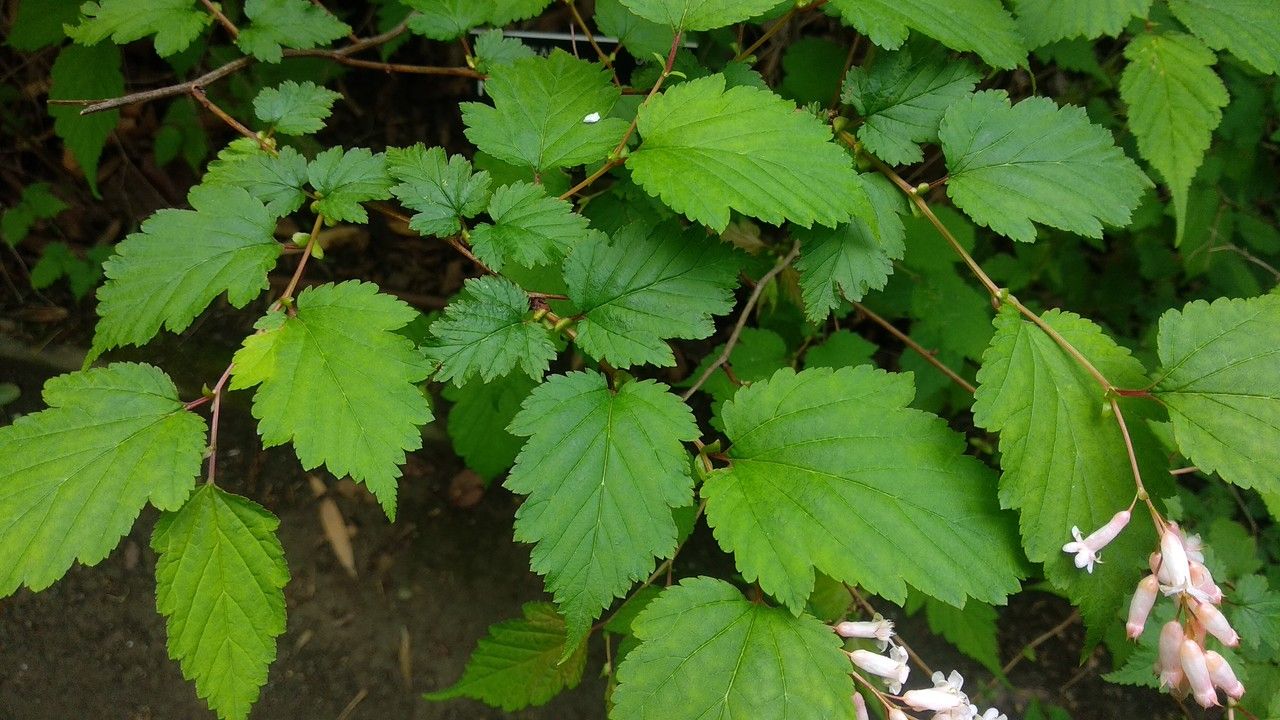 Neillia sinensis — related species from the same genus