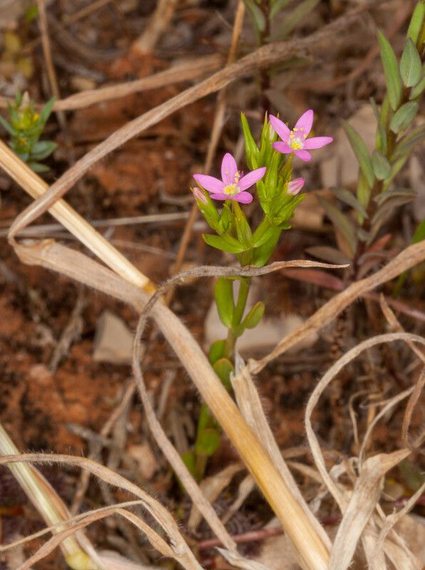 Centaurium pulchellum leaf