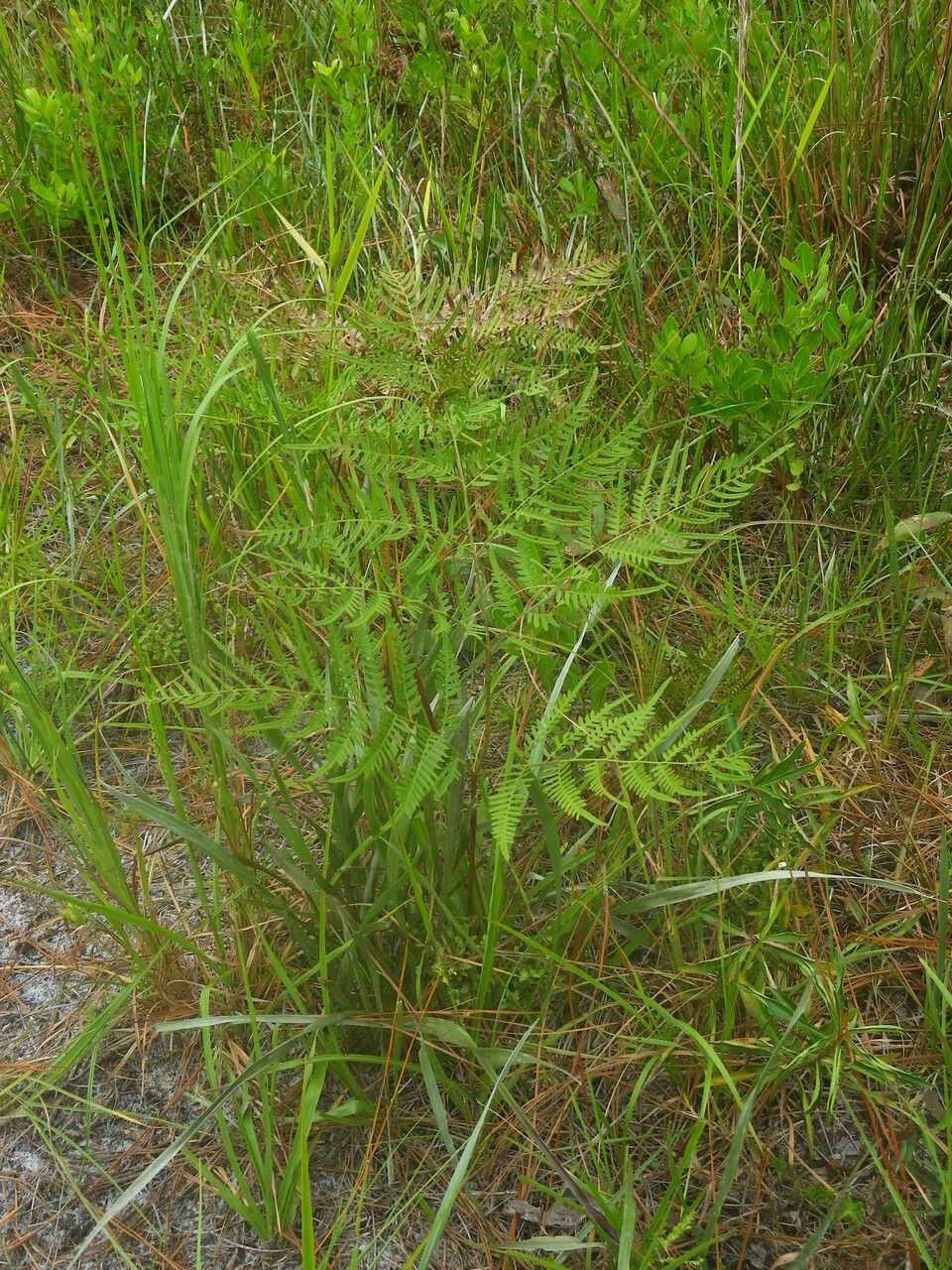 Pteridium caudatum habit