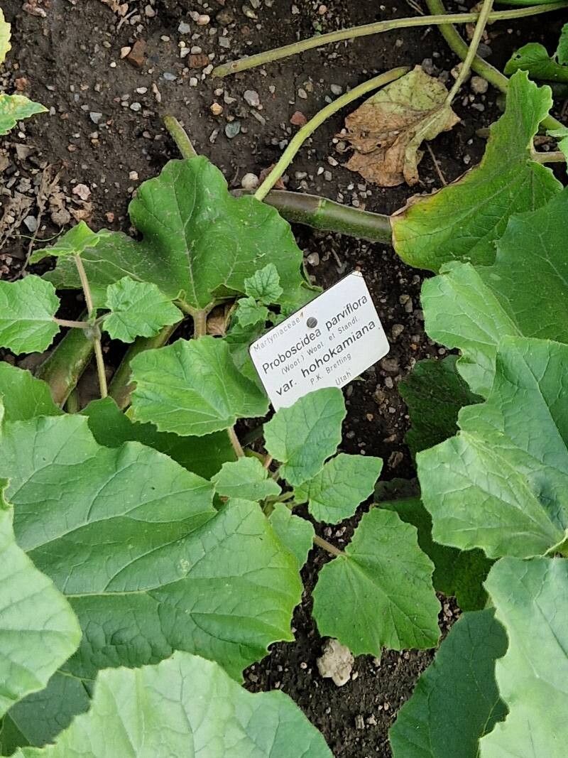 Proboscidea parviflora other