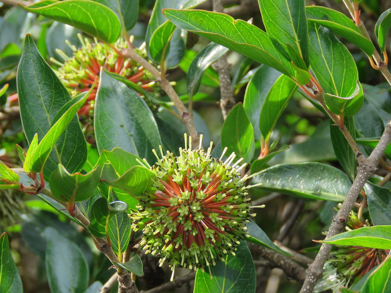 Cephalanthus natalensis flower