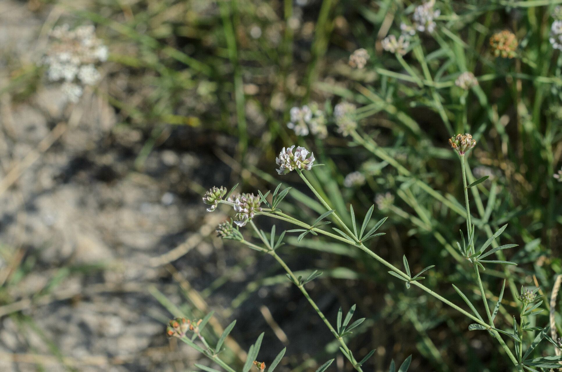 Lotus jordanii flower