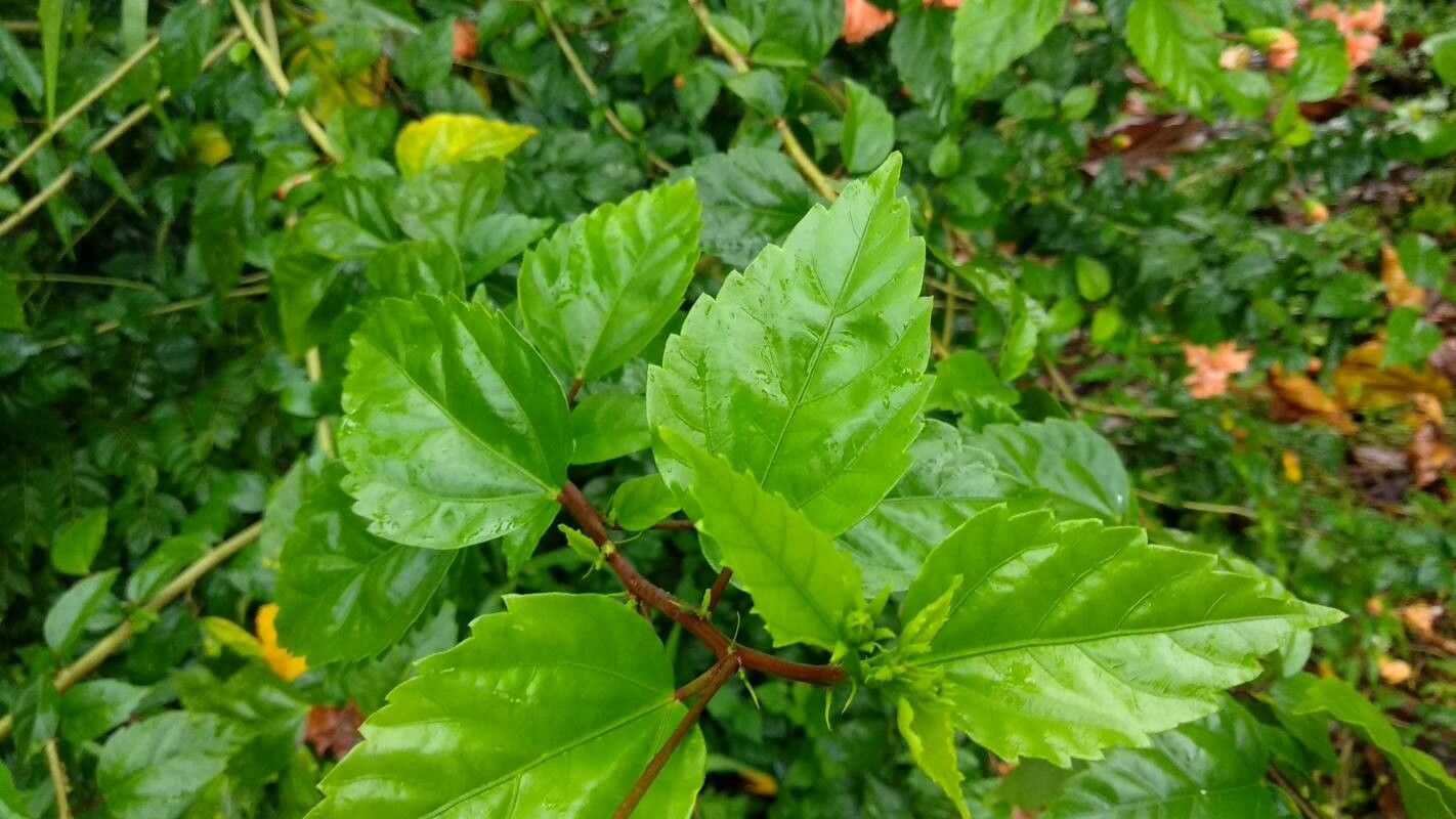 Hibiscus spp. — full shade houseplant