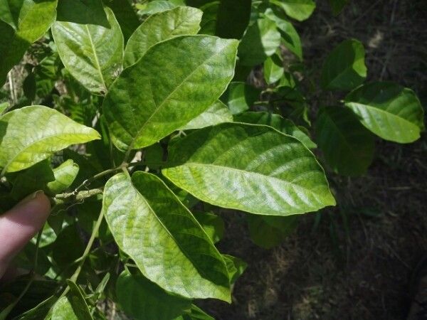 Chassalia gaertneroides leaf
