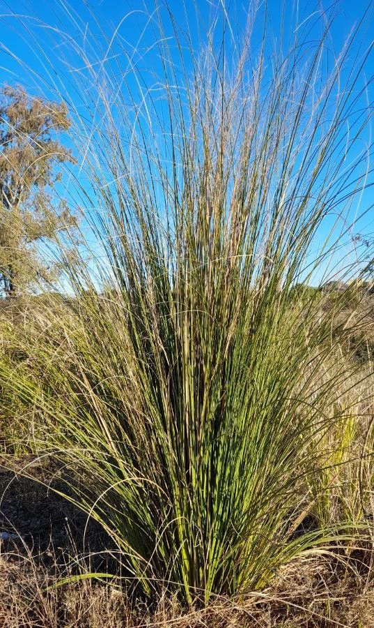 Panicum prionitis habit