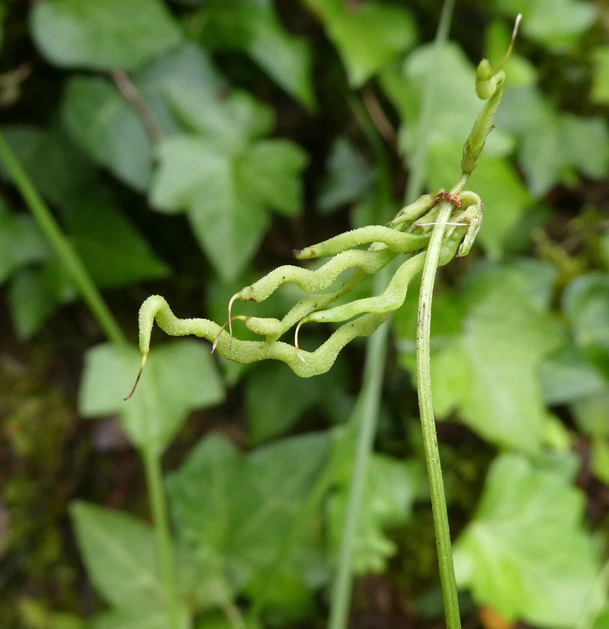 Hippocrepis scorpioides fruit