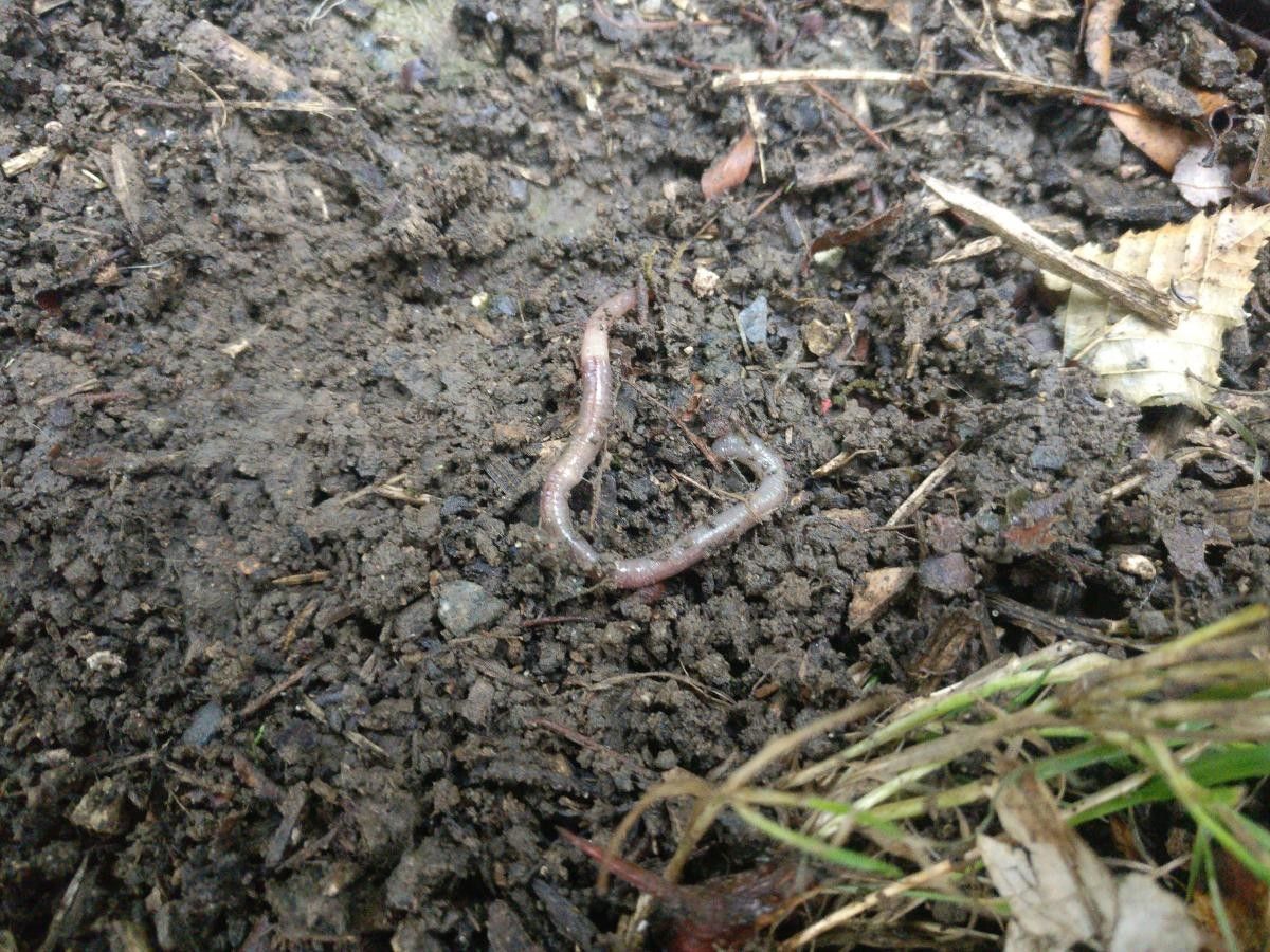 Taraxacum lacistophylloides bark