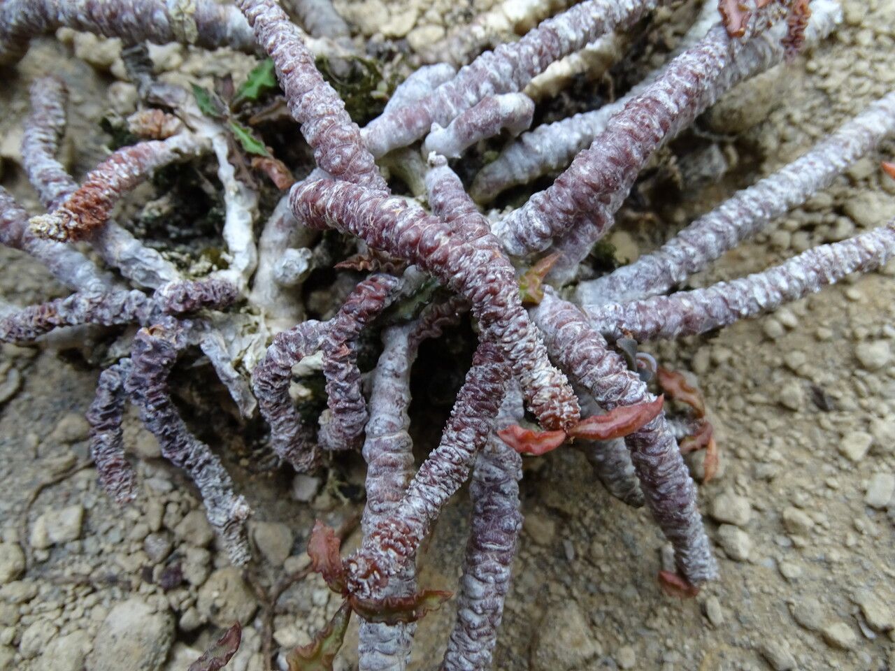 Euphorbia boiteaui bark