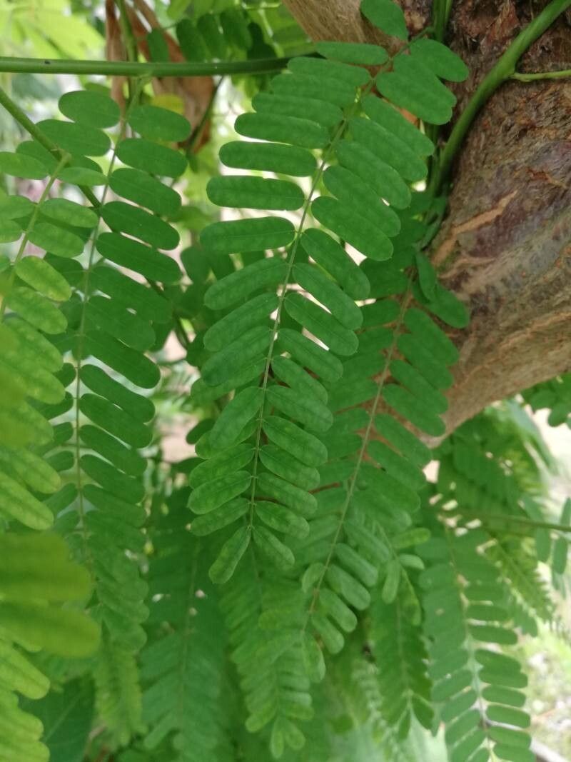 Abrus canescens — related species from the same genus