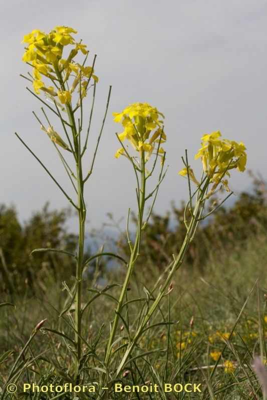 Erysimum montosicola other