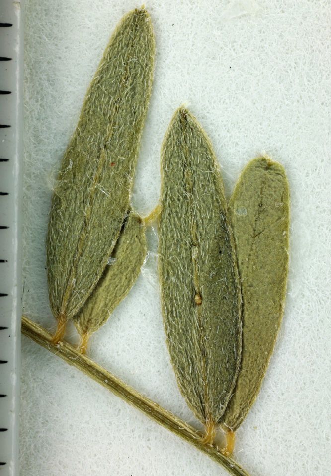 Astragalus clevelandii other