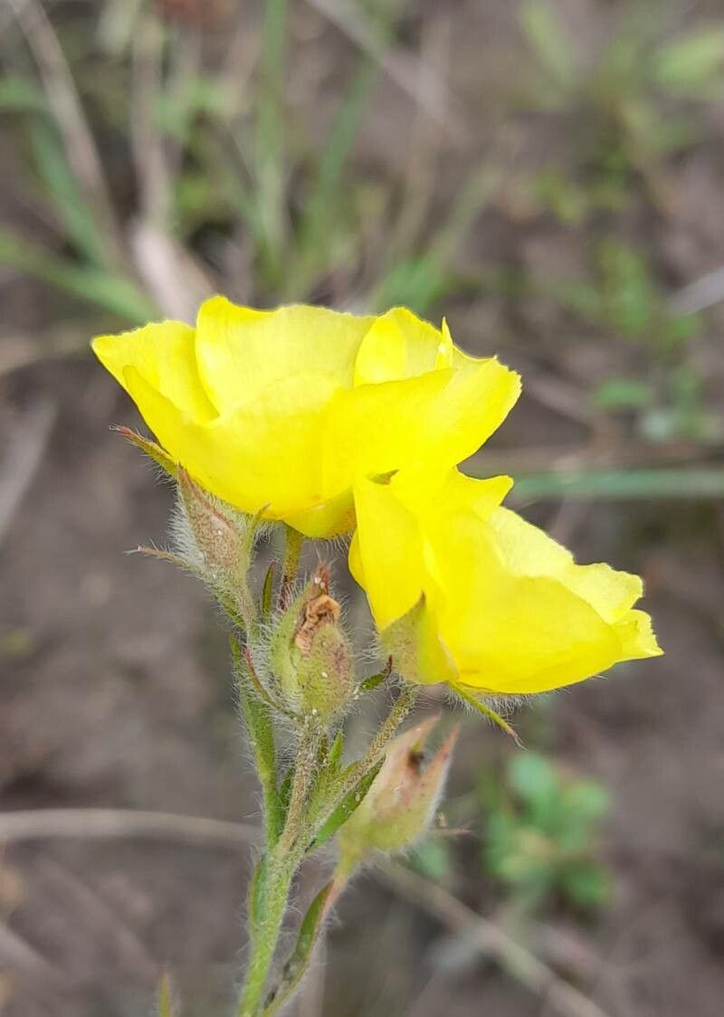 Crocanthemum brasiliense flower