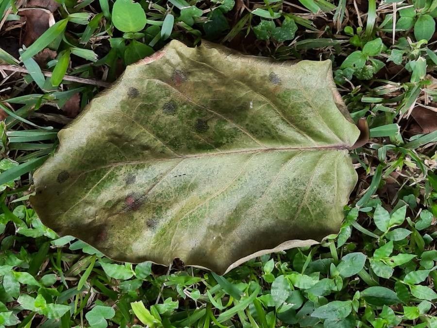 Coccoloba caracasana — search result for 'Polygonaceae'