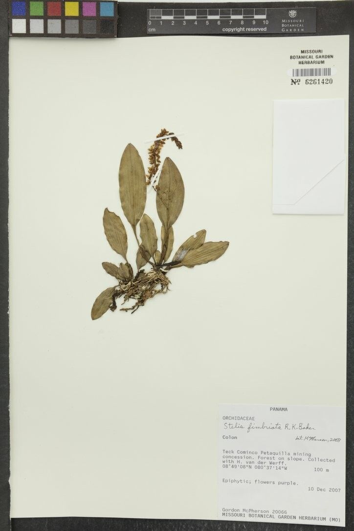 Stelis ciliaris other