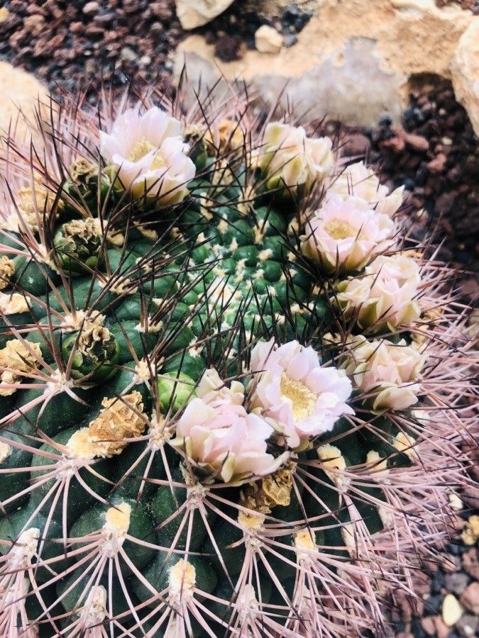 Gymnocalycium saglionis flower