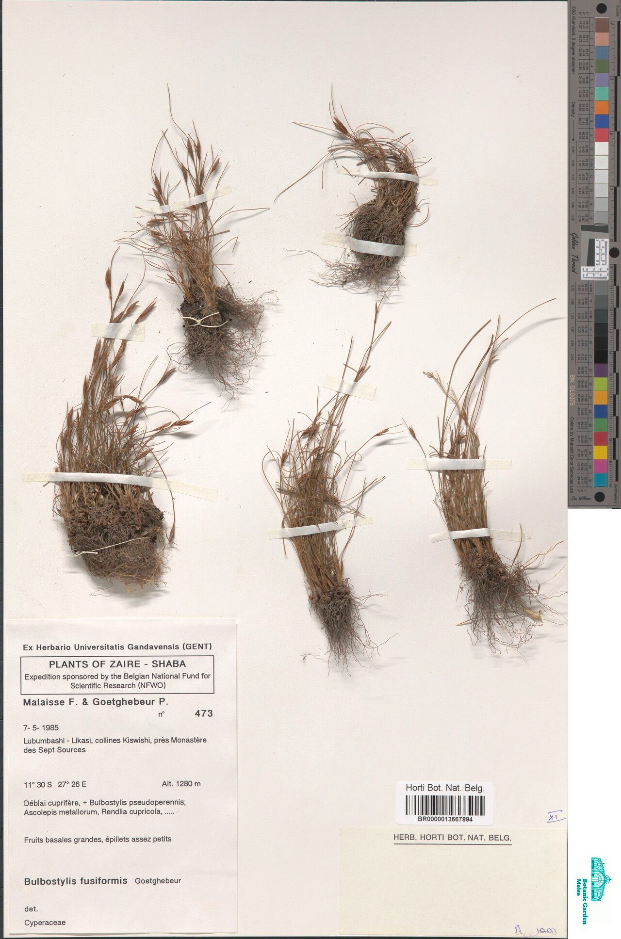 Bulbostylis fusiformis — houseplant care guide