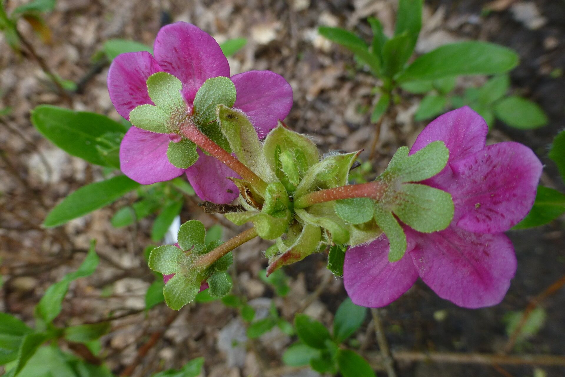 Rhododendron cowanianum flower