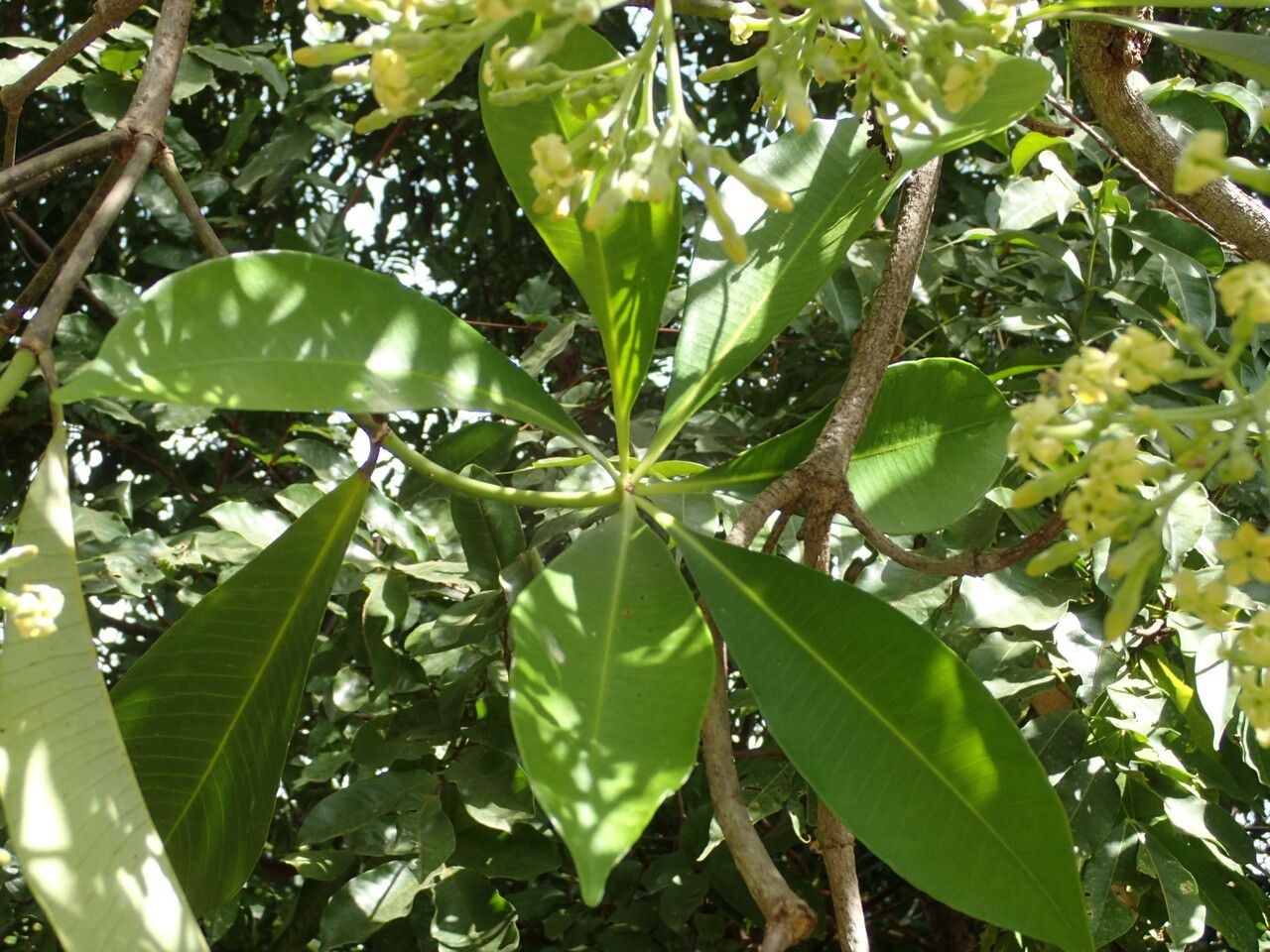 Alstonia boonei — search result for 'Alstonia'