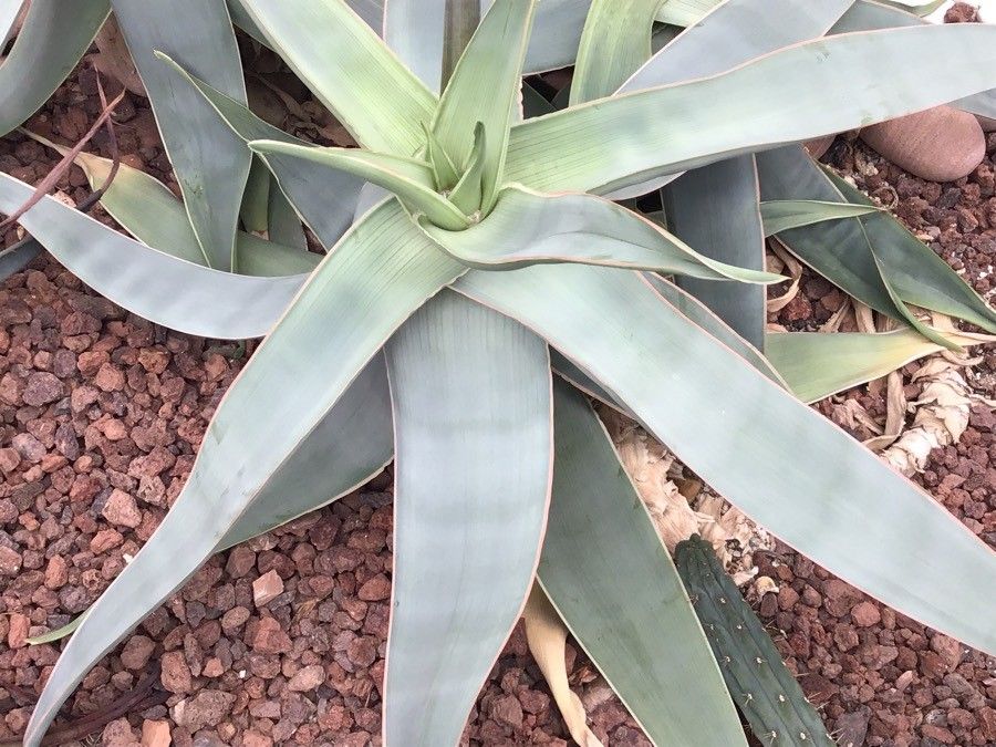 Aloe striata leaf
