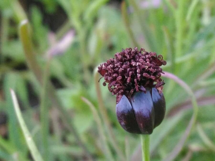 Porophyllum linaria flower