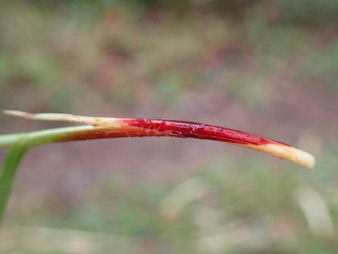 Carex filiformis bark