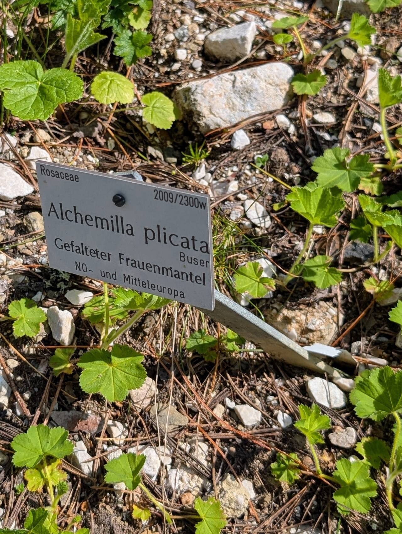 Alchemilla plicata habit