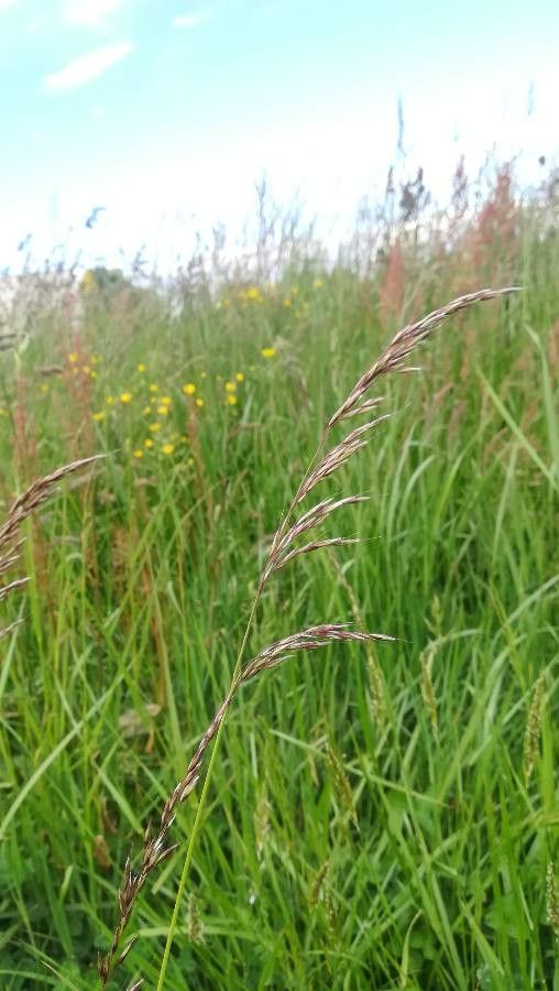 Calamagrostis purpurea leaf