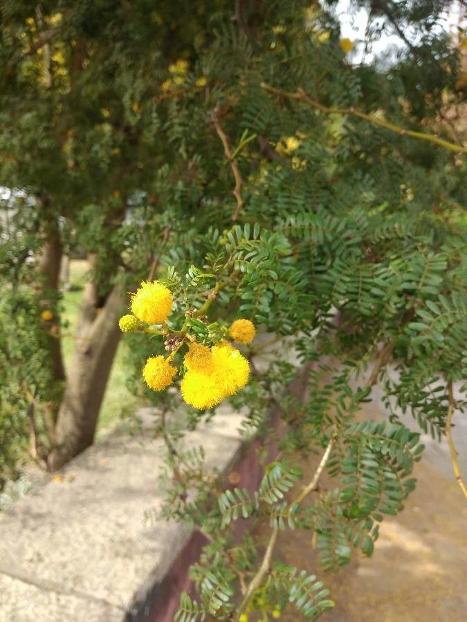 Vachellia seyal flower