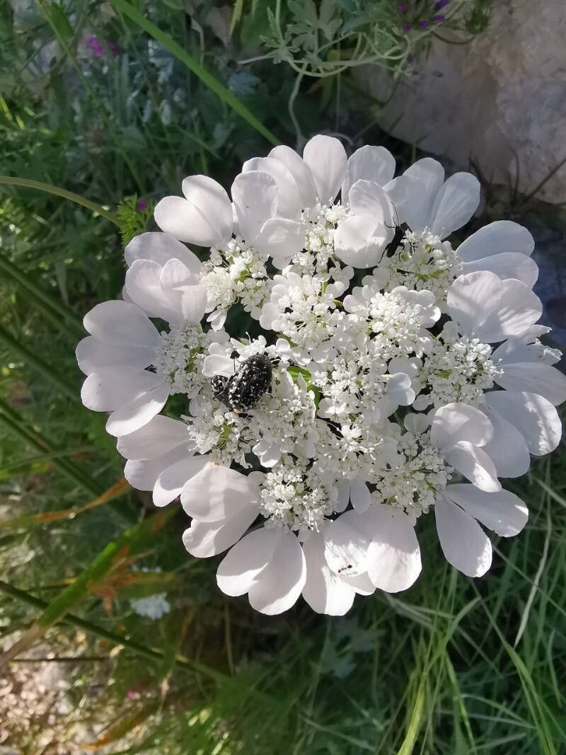 Orlaya daucorlaya flower