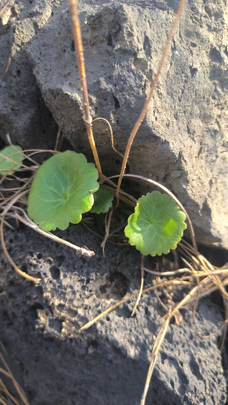 Umbilicus gaditanus leaf