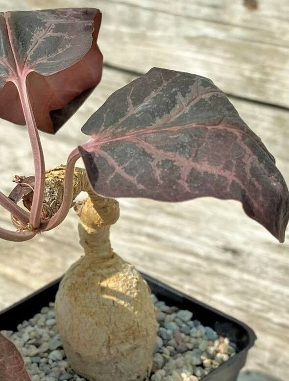 Euphorbia nadiae — houseplant care guide