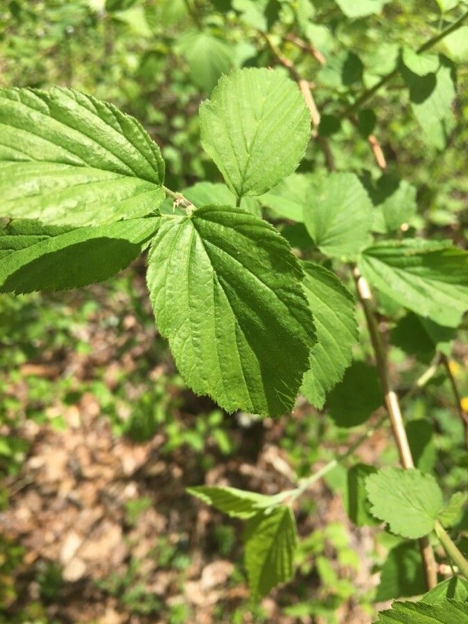 Neviusia alabamensis leaf