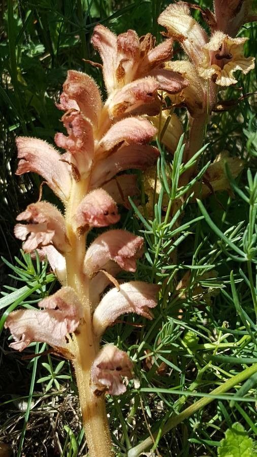 Orobanche artemisii-campestris flower