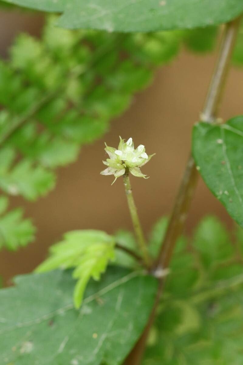 Elatostema umbellatum flower