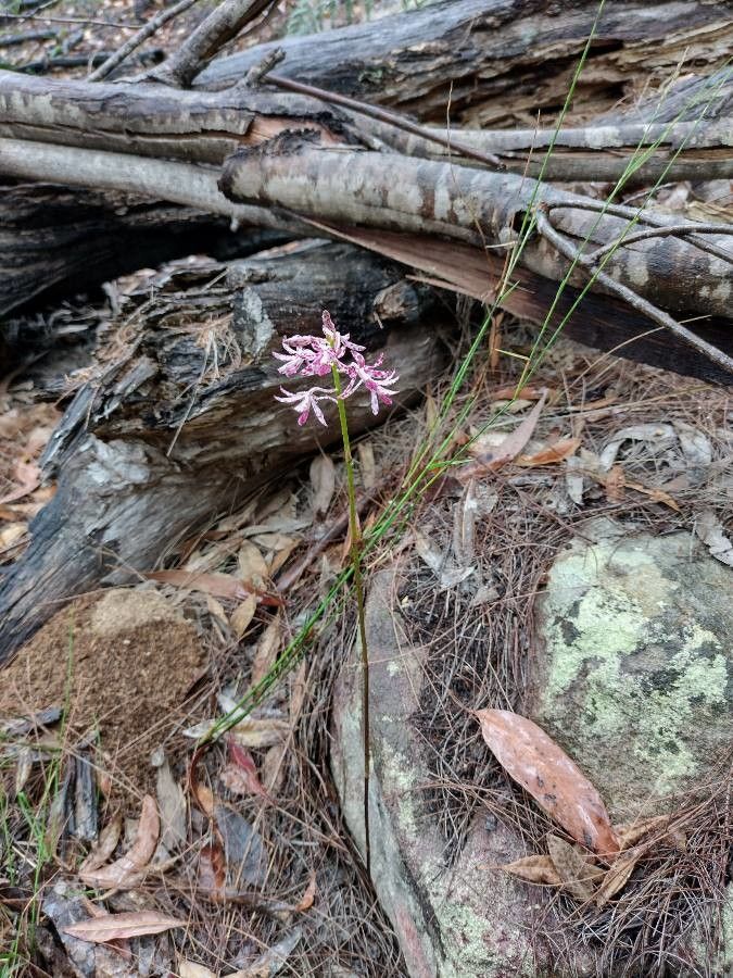 Dipodium variegatum habit