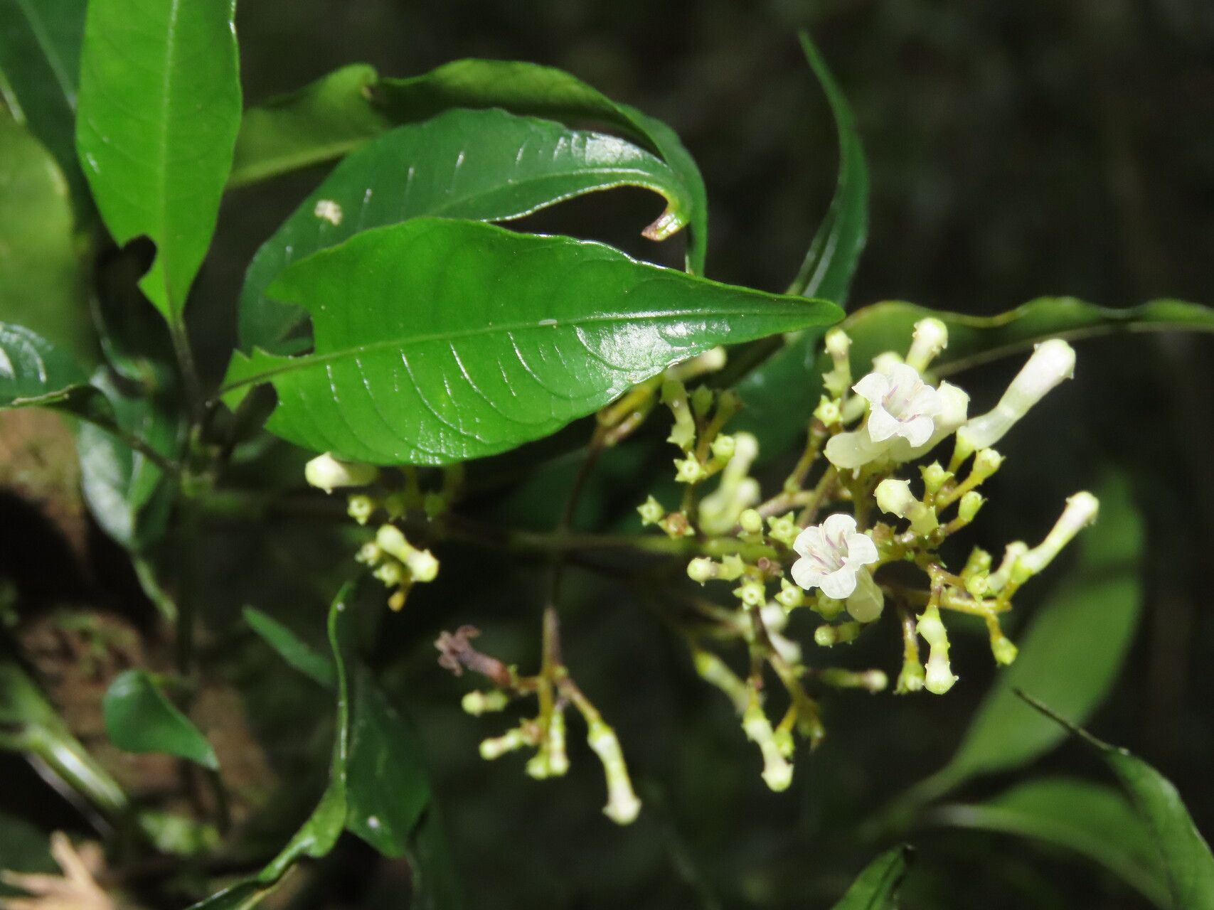 Palicourea salicifolia flower