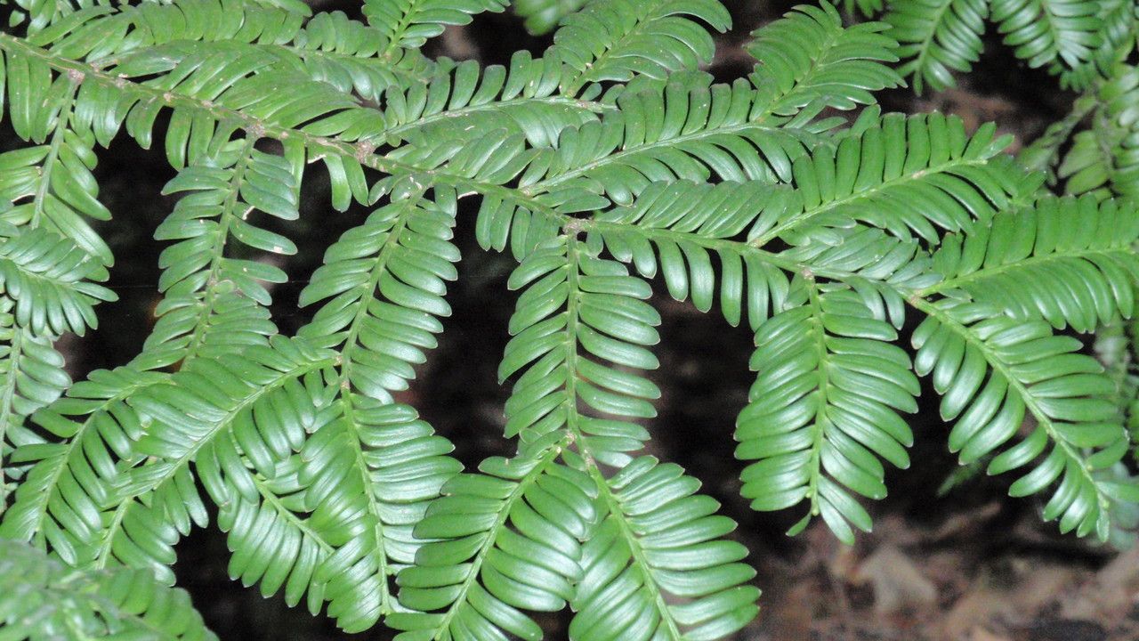 Prumnopitys ladei — search result for 'Podocarpaceae'