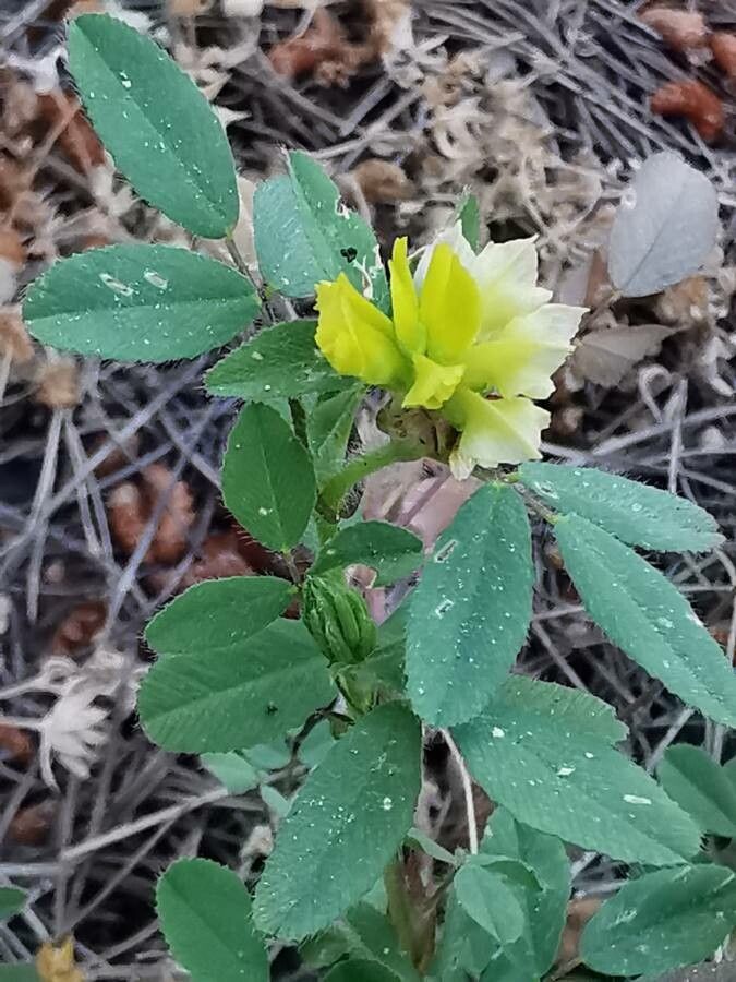 Trifolium campestre flower