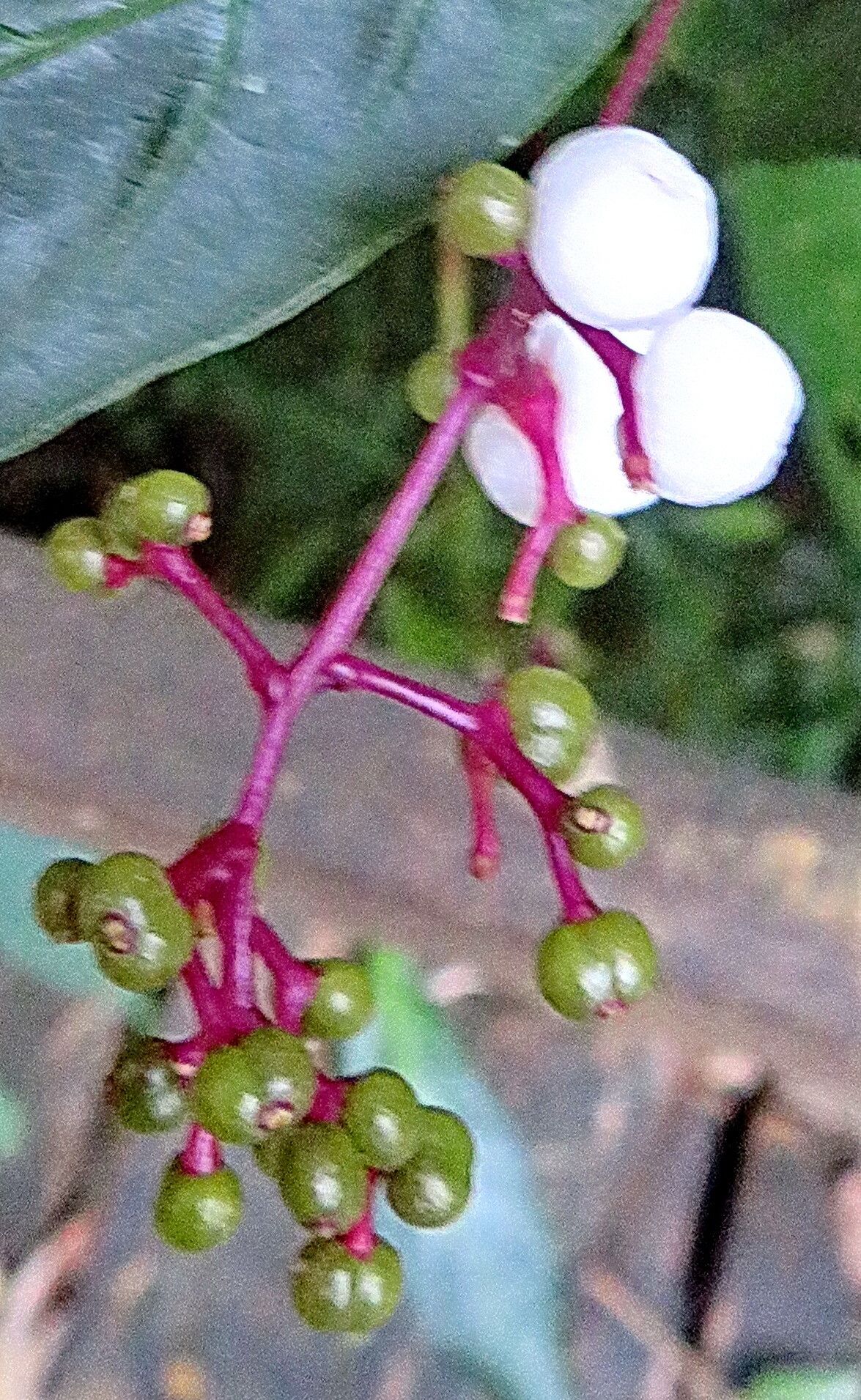 Palicourea deflexa fruit
