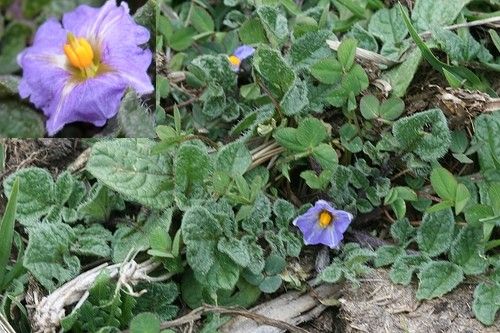 Solanum acaule habit
