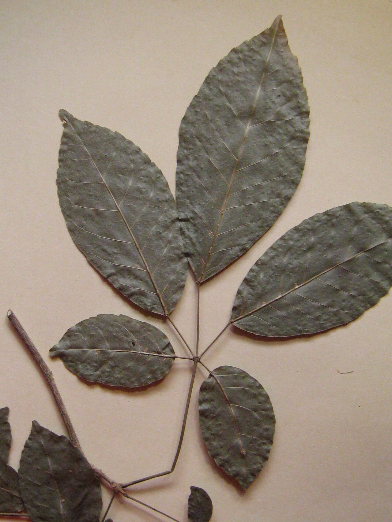 Handroanthus serratifolius other