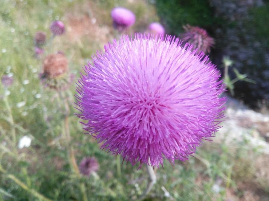 Onopordum tauricum flower