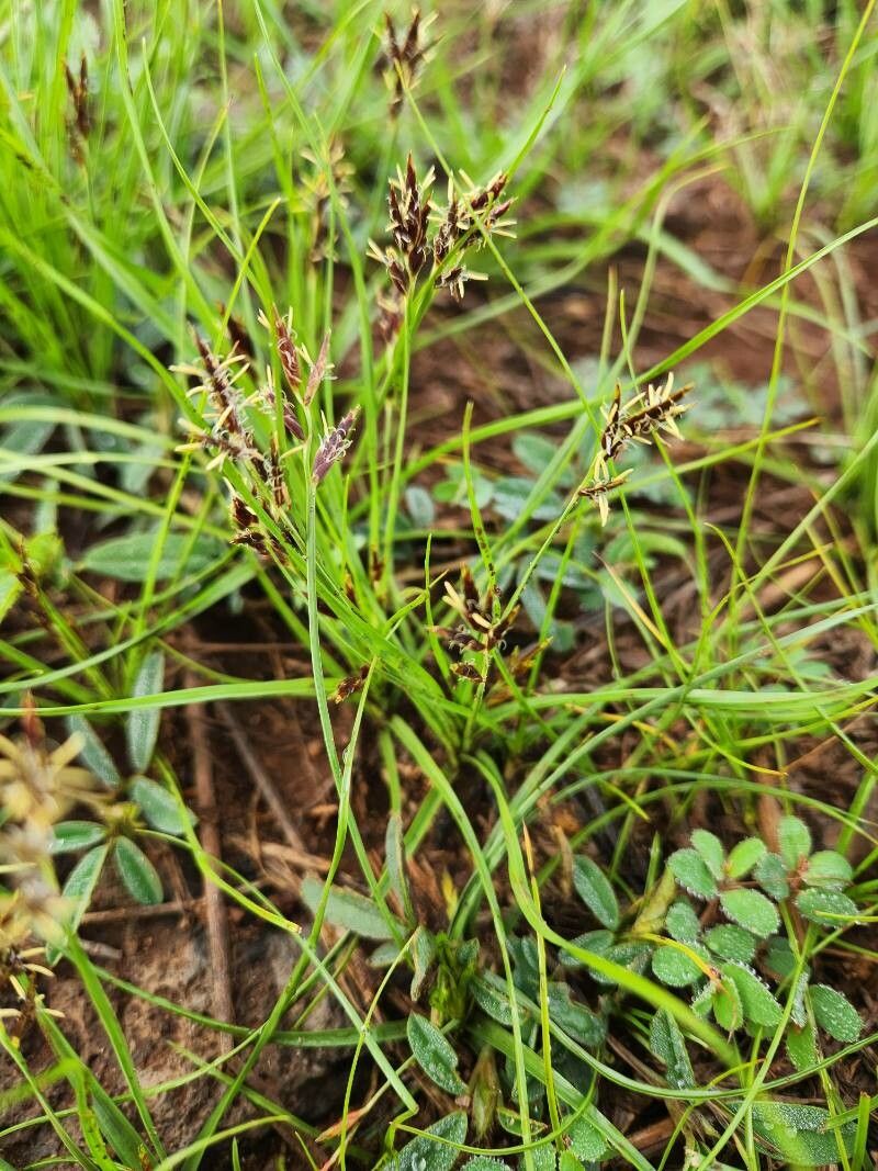 Cyperus blysmoides flower