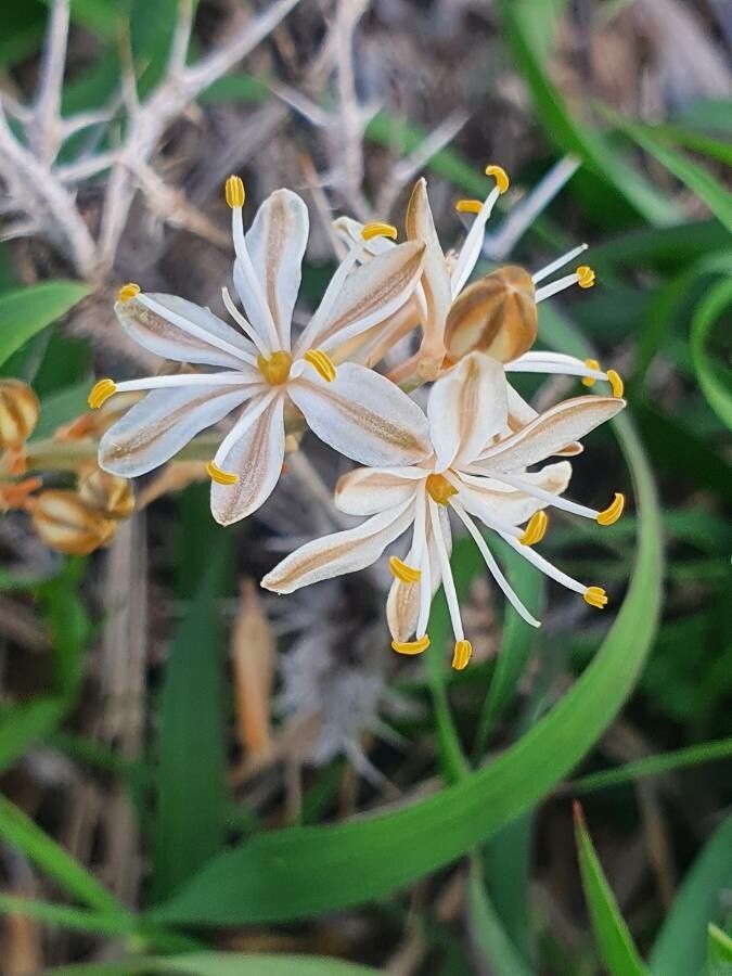 Trachyandra saltii flower